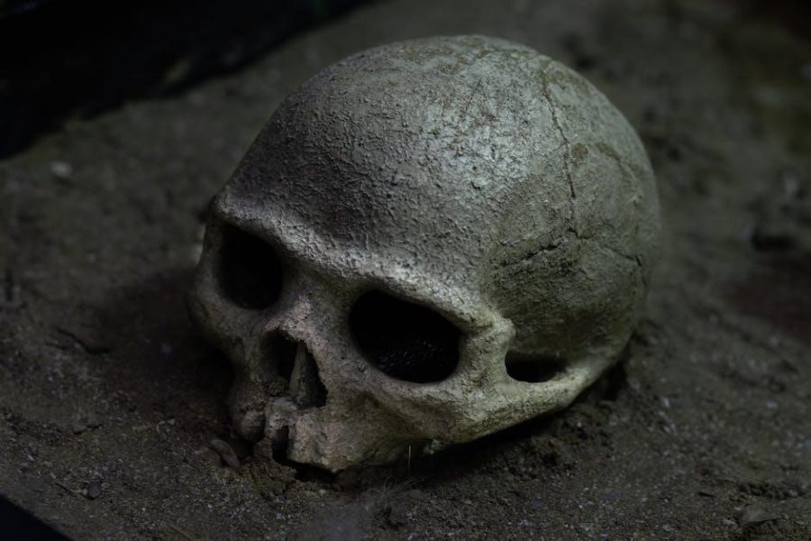 skull anatomy notes pdf
