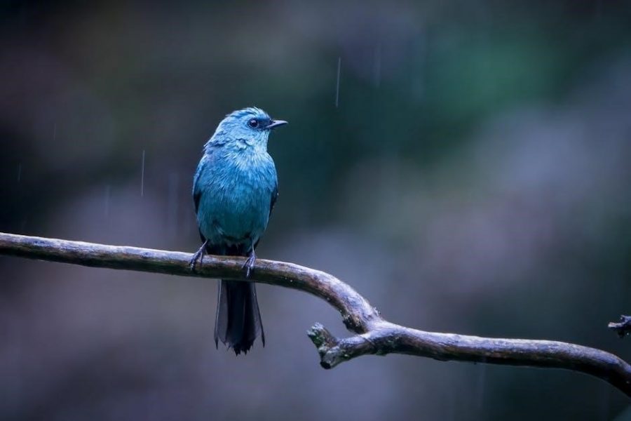 rain bird esp modular manual pdf