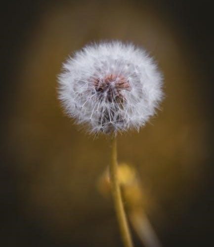 guide for the solitary practitioner