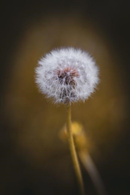 guide for the solitary practitioner